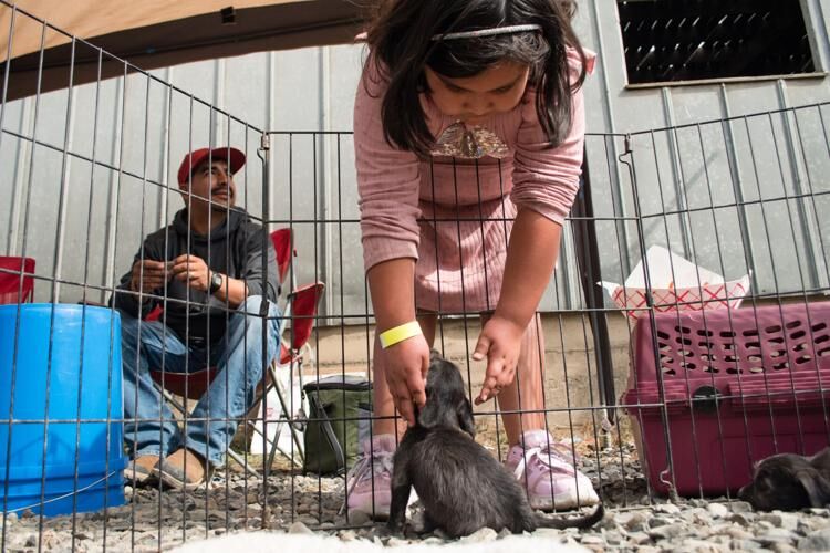 Una niña juega con dos cachorros